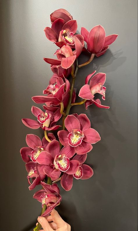 Cymbidium Orchid Ideas, Inspiration, Iphone, 3d, Tattoos, Bouquets, Cymbidium Orchids, Chrysanthemum, Orchid