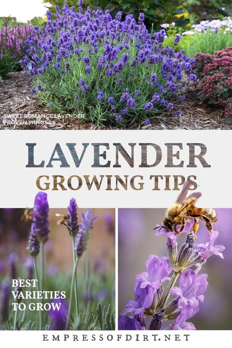 Planting Flowers, Flora, Growing Lavender, Planting Lavender Outdoors, Lavender Plant Care, Lavender Pruning, How To Propagate Lavender, Growing Herbs, Growing Seeds