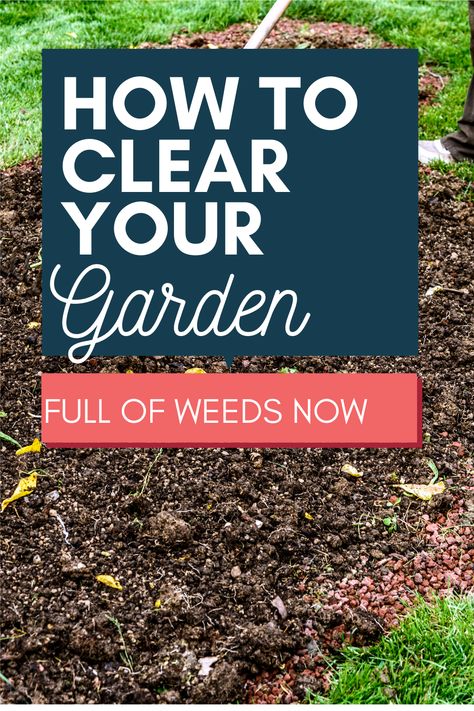Planting Seeds, Afghans, Diy, Growing Vegetables, Garden Remedies, Gardening Tips, Garden Weeds, Garden Soil, Home Vegetable Garden