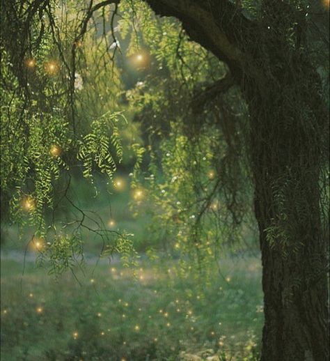 a field with fairy like spirits inhabiting a nearby tree...magical Nature Photography, Nature, Aesthetics, Summer, Nature Aesthetic, Aesthetic Pictures, Earthy Aesthetic, Green Aesthetic, Aesthetic Wallpapers