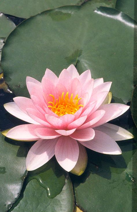 Water Lilies, Flora, Flowers, Art, Water Flowers, Water Lilly, Grow Gorgeous, Flowers Nature, Pretty Plants
