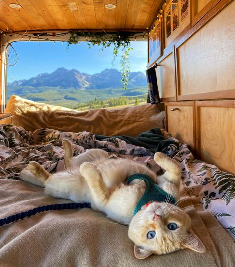 Camper, Van, Cat Travel, Van Living, Adventure Cat, Cat Life, Chat, Bus, Van Life