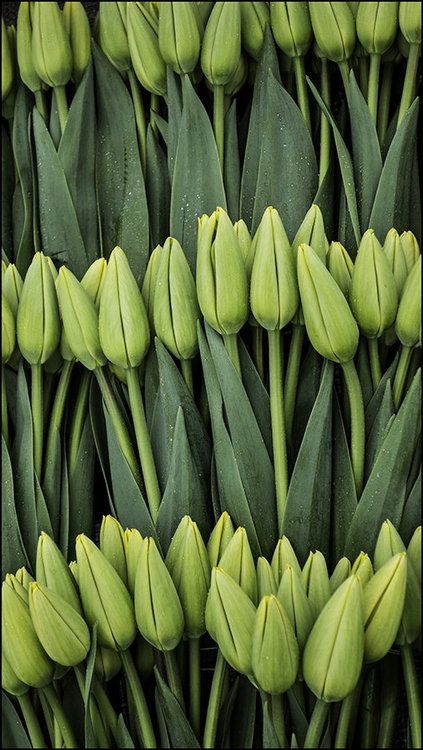 Beautiful Ambience-  Tulips… by Michael Schreiner Beautiful, Bouquet, Flores, Bloemen, Daun, Vert, Resim, Bunga, Bunga Tulip