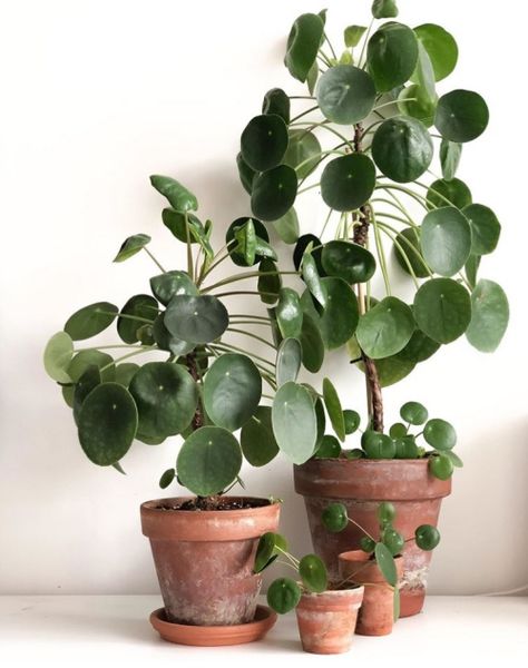 Pilea Peperomioides | Must Have Plant for a Minimalist Home | www.thatplantylife.com Gardening, Plants, Potted Plants, Boho, Planting Flowers, Plant Decor, Inside Plants, Plant Collection, Indoor Plants
