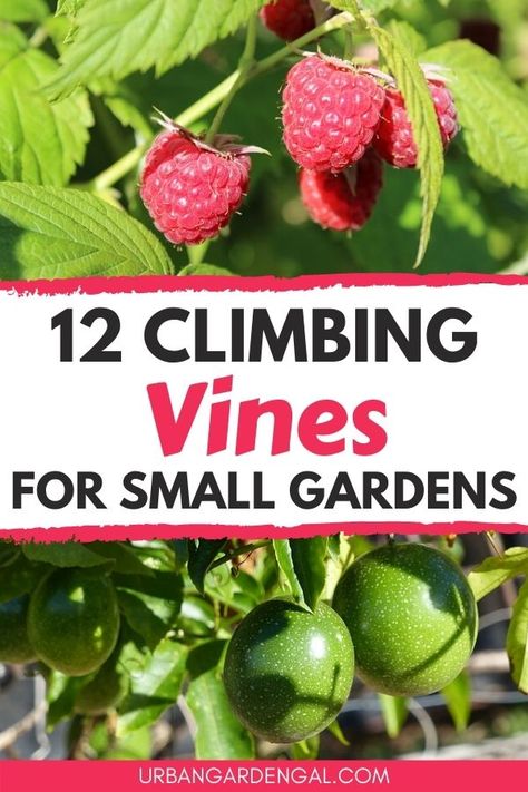 Inspiration, Layout, Florida, Diy, Outdoor, Vegetable Garden Trellis, Climbing Plants Trellis, Garden Vines, Backyard Vegetable Gardens