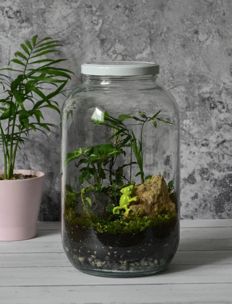 green plant in clear glass jar photo – Free Jar Image on Unsplash Terrarium, Indore, Green Plants, Mason Jars, Terrariums, Miniature, Glass Jars, Plant Holders Indoor, Plant Decor