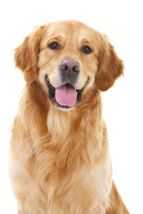The golden retriever has always been a popular breed and is ranked No. 3 by the American Kennel Club for 2017, the same spot it held in 2015 and 2016. Dogs, Golden Retrievers, Pitbull, Labrador, Australian Shepherd, Golden Retriever Puppy, Dogs Golden Retriever, Dog Images, Dog Pictures
