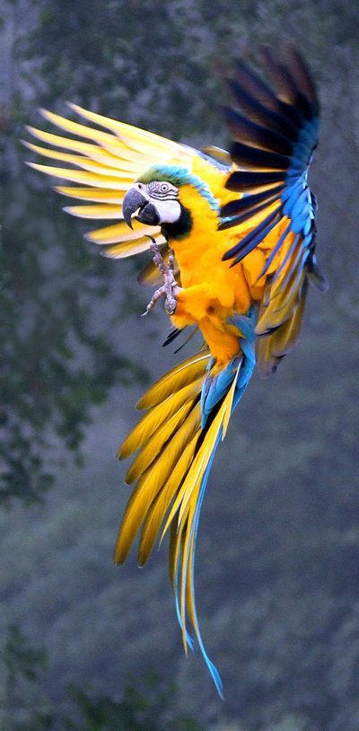 Gold & Blue Macaw (Ara ararauna) | Our World’s 10 Beautiful and Colorful Birds Animals, Bird, Eagle, Animal Kingdom, Eagles, Animals Wild, Animals And Pets, Pet Birds, Birds