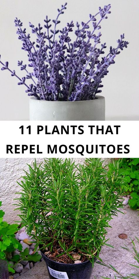 Summer, Gardening, Fortaleza, Plants That Repel Flies, Plants That Repel Mosquitoes, Plants That Repel Bugs, Bug Repelling Plants, Insect Repellent Plants, Anti Mosquito Plants