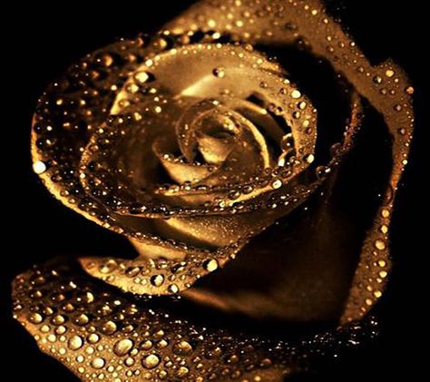 Download Golden Rose wallpaper by _Savanna_ - 7b - Free on ZEDGE™ now. Browse millions of popular golden Wallpapers and Ringtones on Zedge and personalize your phone to suit you. Browse our content now and free your phone Glitter, Rose Gold, Golden Girls, Rose Wallpaper, Gold Aesthetic, Rose, Rosas, Golden Rose, Rose Flower