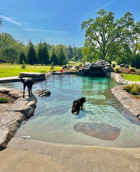 a large natural swimming pool clad with stone and with a small cave looks very cohesive in the space and is all cool for dogs and humans Outdoor, Interior, Garten, Tuin, Vise, Dekorasi Rumah, Backyard, Pergola, Pool