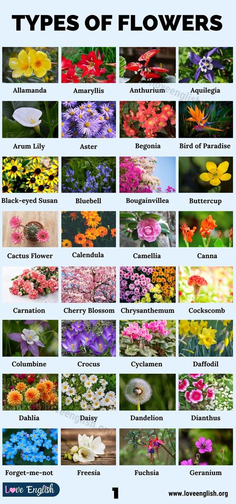 Gardening, Design, Planting Flowers, Types Of Lilies, Types Of Flowers, Seasonal Flowers, Types Of Plants, Different Types Of Flowers, Flower Guide