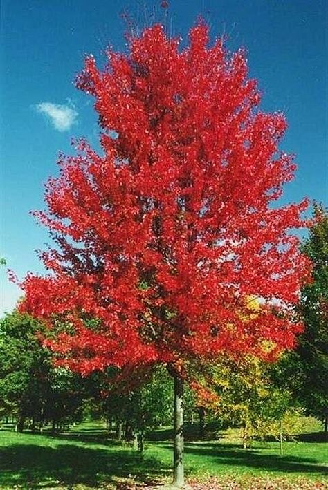 Red Maple Tree, Maple Trees Types, Maple Tree, Maple Tree Landscape, American Red Maple Tree, Autumn Blaze Maple, Red Maple Tree Landscaping, Shade Trees, Trees And Shrubs