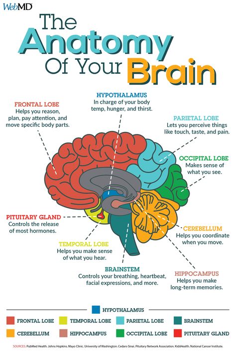 Do you know what the main parts of your brain are responsible for? Occipital Lobe, Medical Knowledge, Medical Science, Brain Facts, Medical Studies, Pituitary Gland, Brain Science, Physiology, Brain Anatomy