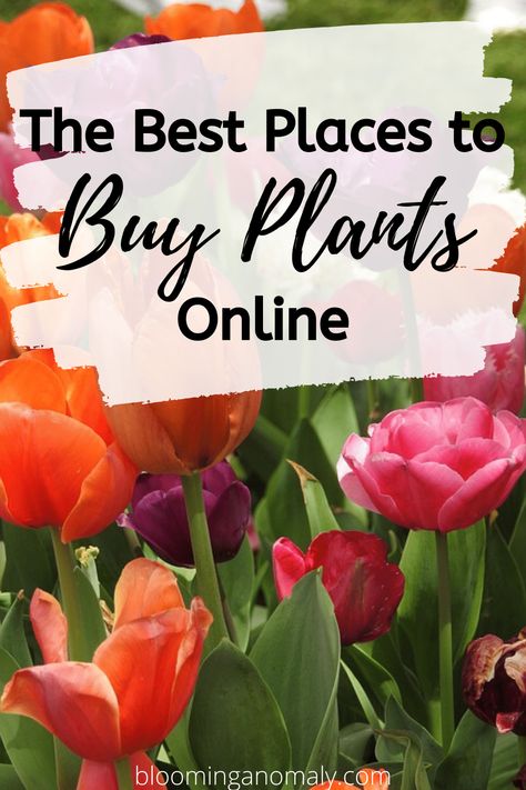 The 7 Best Places to Buy Plants Online - Blooming Anomaly Gardening, Planting Flowers, Ideas, Urban, Outdoor, Buy Plants Online, Indoor Plants Online, Buy Plants, Order Plants Online