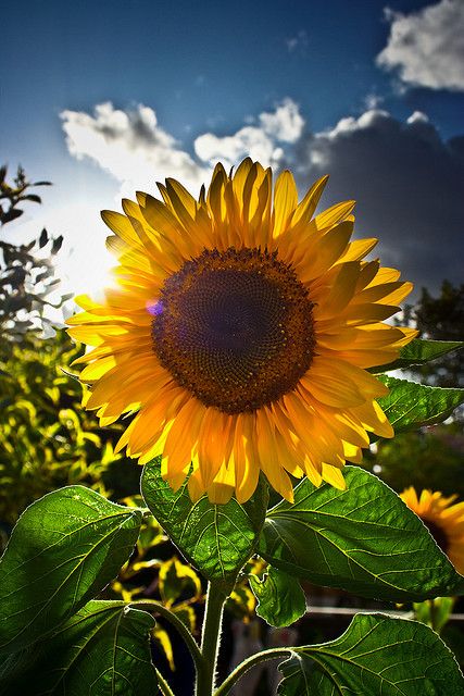 My signature flower in a world full of weeds. My Sunflower will shine forever. Hoa, Resim, Fotos, Beautiful, Happy Flowers, Bloemen, Bunga, Kunst, Rosas