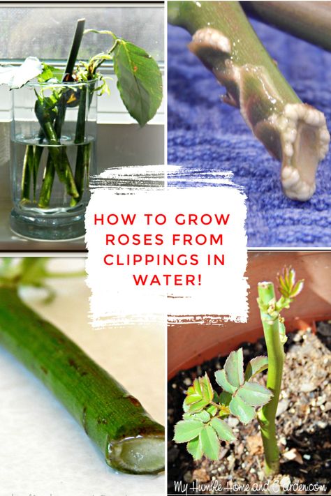How To Preserve Flowers, Grow Rose From Clipping, Rooting Roses, Growing Roses, Planting Roses, Rose Bush Care, Propagation, Propogate Roses, Rose Plant Care