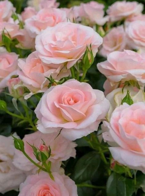 Floral, Hoa, Beautiful, Rosa, Bouquet, Bloemen, Beautiful Roses, Rose, Pretty Flowers