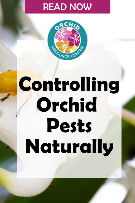 Orchids are stunning and delicate flowers that can light up any room with their beauty. However, even the most experienced orchid growers can face pest problems that threaten to damage or kill these precious plants. Ants, aphids, caterpillars, mealy bugs, mites, scale insects, slugs, snails, thrips and whitefly are just some of the pests you may encounter when growing orchids. Bugs And Insects, Flowers, Stunning, Face, Delicate, Precious, Growing, Delicate Flower, Orchid
