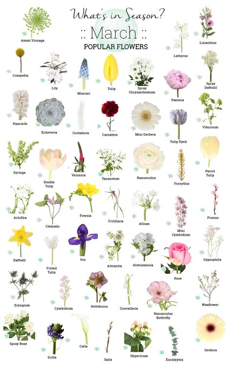 Gardening, Flowers, Inspiration, Floral, Popular Flowers, Flower Guide, Beautiful Flowers, Floristry For Beginners, Seasonal Flowers