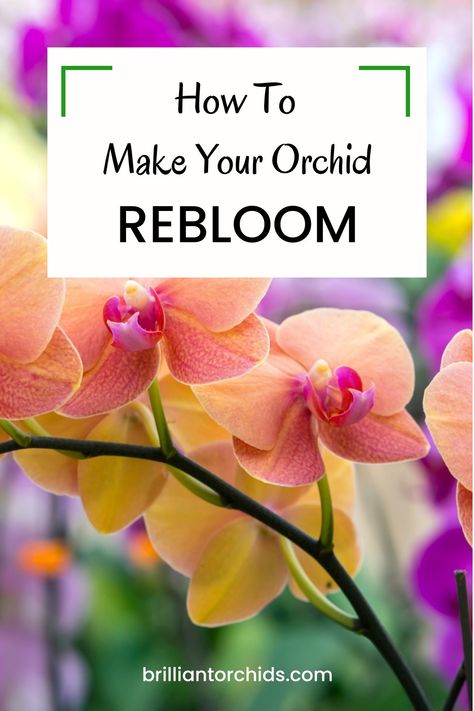 Bright orange orchid blooms Ideas, Diy, Inspiration, Nature, Orchid Care, Orchid Care Rebloom, Orchid Plant Care, Phalaenopsis Orchid Care, Orchid Propagation