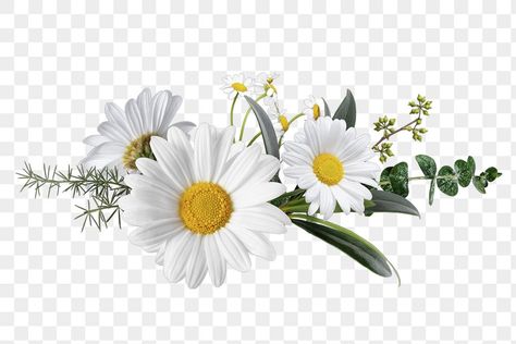 Design, Floral, White Flower Png, Flower Png Images, Flower Bouquet Png, Flower Header, Flower Images, Floral Design, Daisy Flower