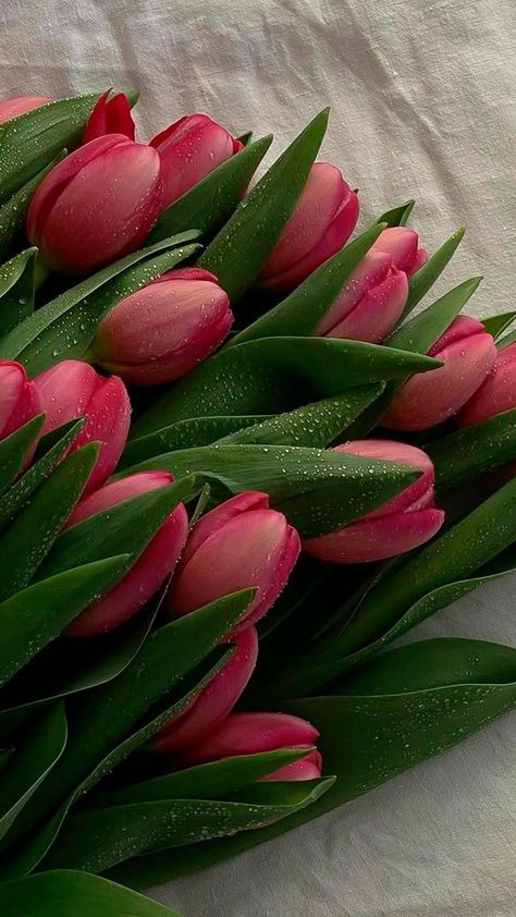 Pink, Floral, Hoa, Flores, Beautiful, Bunga Tulip, Fotos, Flower Aesthetic, Bouquet