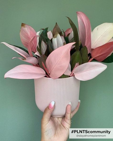 These 10 pretty and pink indoor plants will cheer up your space! Terrarium, Plants, Planting Flowers, Flora, Philodendron Plant, Philodendron, Variegated Plants, Plant Life, Plant Care