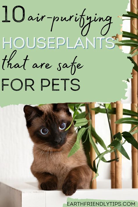 Leo, Yoga, Gardening, Cat Safe House Plants, Cat Safe Plants, Air Cleaning Plants, Pet Safe Cleaning, Dog Safe Plants, Plants Pet Friendly