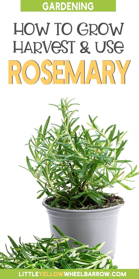 Diy, Decoration, Gardening, Herb Garden, Growing Rosemary, Growing Herbs Indoors, Growing Herbs, Best Herbs To Grow, Rosemary Plant