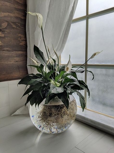 23 Popular Indoor Plants You Can Grow In Vases | Balcony Garden Web Floral, Nature, Plants, Shaded Garden, Planting Flowers, Gardening, Peace Lily, Plant Decor, Water Plants