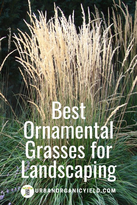 Learn more about  13 different types of ornamental and decorative tall grasses that are ideal for backyard, patio or in front of the house for nice curb appeal.  Also, these tall grasses will grow in the shade.  #OrnamentalGrass #DecorativeGrass #TallGrass #CurbAppeal #Landscaping #Gardening #UrbanOrganicYield Shaded Garden, Exterior, Ornamental Grasses For Shade, Tall Ornamental Grasses, Landscaping With Grasses, Tall Grass Landscaping, Perrenial Grasses, Landscaping With Grasses Front Yard, Tall Grasses