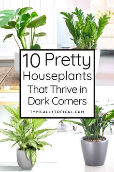 Gardening, Outdoor, Home Décor, Plants That Like Shade, Houseplants Low Light, Shade Plants, Best Indoor Plants, Growing Plants Indoors, No Light Plants Indoor