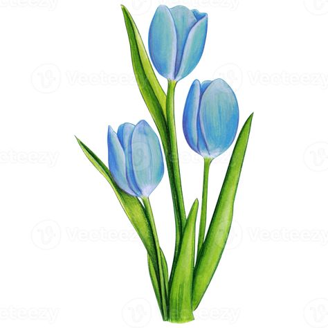 Tulips Art, Tulip Watercolor, Tulip Painting, Flower Art, Tulip Drawing, Tulip Flower Drawing, Tulip Artwork, Flower Drawing, Flower Sketches