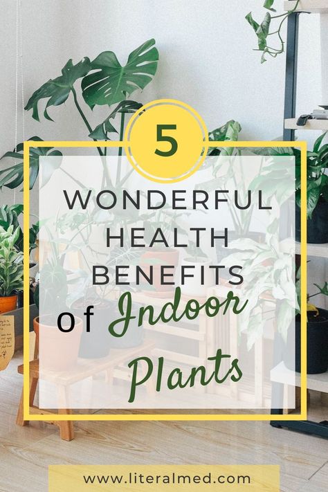 Do you want to know about the health benefits of indoor plants. Read this post to know 5 awesome helth benefits that house plants can offer you. #indoorplants #houseplants #benefitsofindoorplants #indoorplantsbenefits #bedroomplants Health, Benefits Of Indoor Plants, Benefits Indoor Plants, Health Benefits, Plant Health, Health And Wellbeing, Plant Help, Stress Reduction, Plant Care