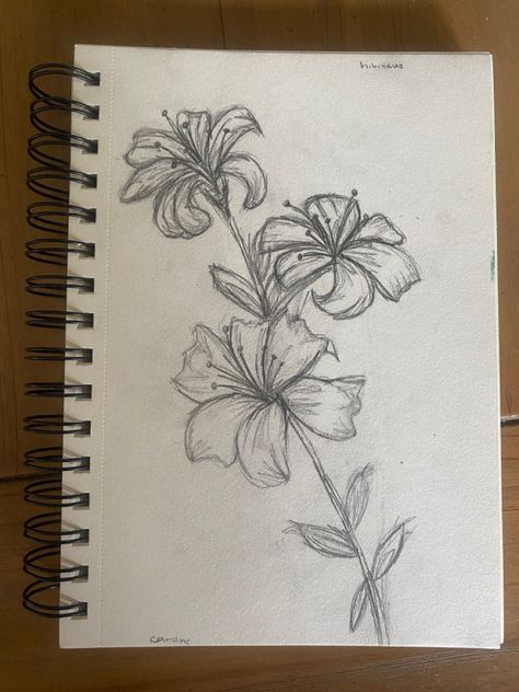 Flower drawing Doodle Art, Flower Art Drawing, Lilies Drawing, Flower Drawing, Flower Sketches, Flowers To Draw, Flower Pencil Drawings, Orchid Drawing, Hibiscus Flower Drawing