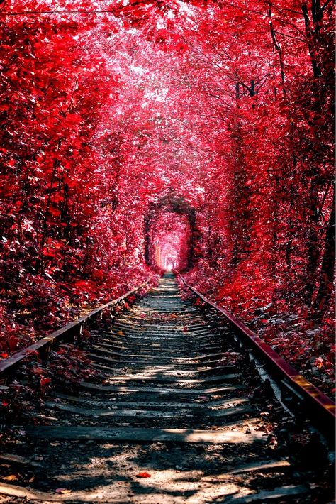Autumn in 'Tunnel of love', Klevan, Ukraine. Travel Photography, Nature, Trips, City Aesthetic, Beautiful Places, Beautiful World, Tunnel Of Love Ukraine, Nature Photos, Tunnel Of Love