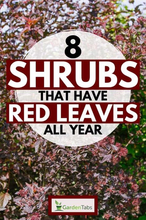Evergreen Shrubs, Small Evergreen Shrubs, Shrubs For Landscaping, Flowering Shrubs, Red Perennials, Shrubs, Red Shrubs, Small Shrubs, Garden Shrubs