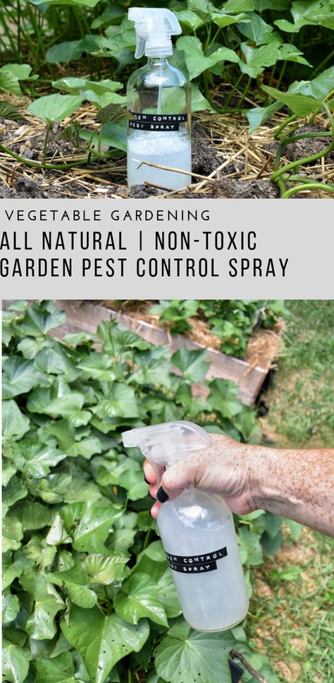 Garden Pest Control Spray Gardening, Garden Types, Organic Gardening, Pest Spray, Natural Pest Control, Organic Pest Control, Garden Pest Spray, Garden Pest Control, Pest Control