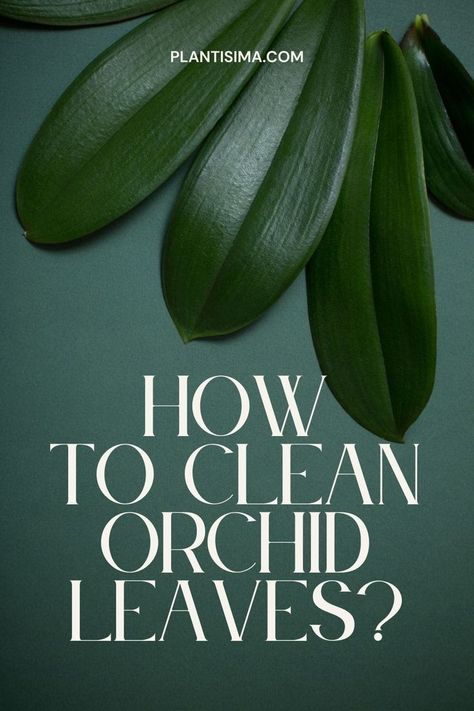 Learn how to clean orchid leaves with our latest article. We present you with some easy tips and tricks that will make your orchid's leaves sparkle! Orchid Care, Orchid Plant Care, Plant Care, Orchid Pests, Orchid Diseases, Growing Orchids, Orchid Plants, What To Use, Growing