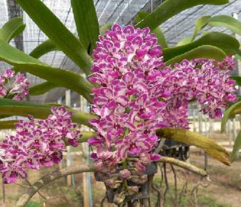 How to grow and care for an orchid plant: https://www.houseplant411.com/houseplant/phalaenopsis-orchid-plant-how-to-grow-care-guide Phalaenopsis, Phalaenopsis Orchid, Heart Leaf Philodendron, Phalaenopsis Orchid Care, Types Of Orchids, Orchidaceae, Orchid Care, Cattleya, Orchid Varieties
