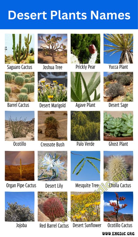 Desert plants are specialized flora that have evolved to thrive in arid and harsh environments with limited water availability and extreme temperatures. They often possess unique adaptations, such as water-storing succulence, deep root systems, or thick waxy coatings, allowing them to endure and flourish in challenging desert conditions. Related: Plants Name Desert Plants Names Top 10 Desert Plants Name & Pictures While there are numerous fascinating desert plants, here are ten notable ex... Planting Flowers, Ahmedabad, Desert Plants, Cactus, Palo Verde, Flowering Plants In India, Desert Plants Landscaping, Desert Cactus, Desert Vegetable Garden