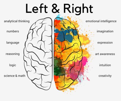 Mindfulness, Brain Gym, Brain Science, Brain Facts, Left Brain Right Brain, Brain Anatomy And Function, Limbic System, Logic, Brain Anatomy