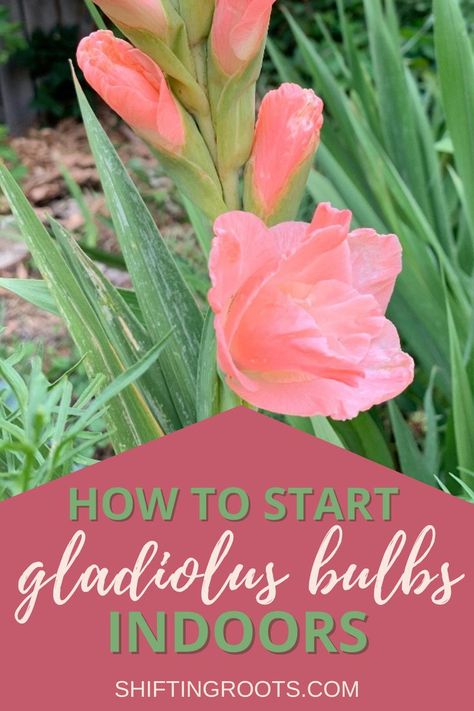Seed Starting, Bulb, Grow Lights, Seed Saving, Gardening Tips, Growing, Gladiolus Bulbs, Veg Garden, Blooming Flowers
