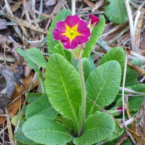 Caring For Primrose Plants: How To Grow And Care For Primrose Shaded Garden, Ideas, Hibiscus, Garden Care, Primrose Plant, Primrose, Shade Flowers, Flowers Perennials, Shade Plants