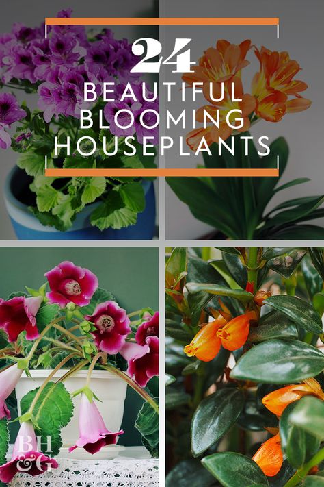 Potpourri, Planting Flowers, Decoration, Ideas, Diy, Flowering Plants, Flowering House Plants, Plant Propagation, Indoor Flowering Plants