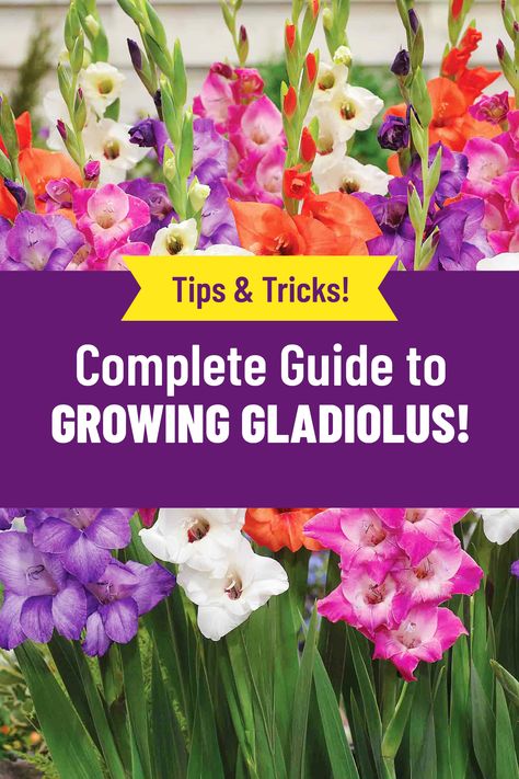 Garden Bulbs, Diy, Ideas, Planting Flowers, Planting Bulbs, Dahlias Garden, Gladiolus Bulbs, Flower Garden Plans, Butterfly Garden Plants