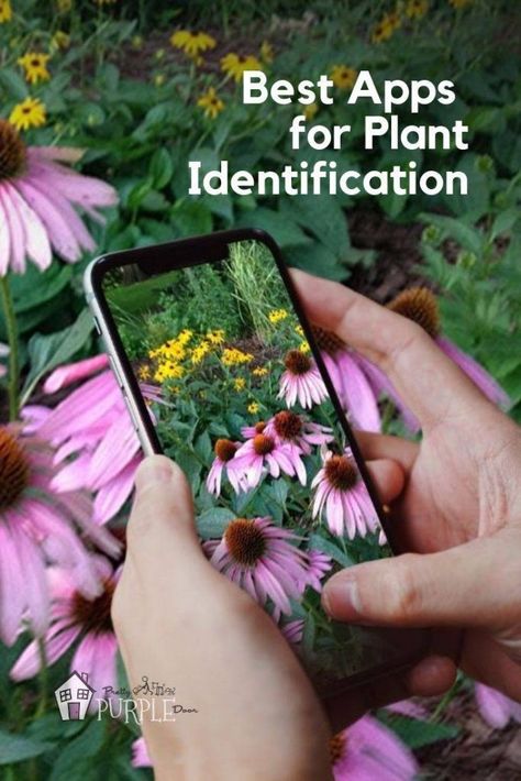 Best apps for plant identification - #plantid #gardeningapps #plantidentification Plant Identification App, Plant Identification, Plant Identification Chart, Identify Plant, Plant App, Plant Care, Garden Plant Identification, Gardening Advice, Free Plants