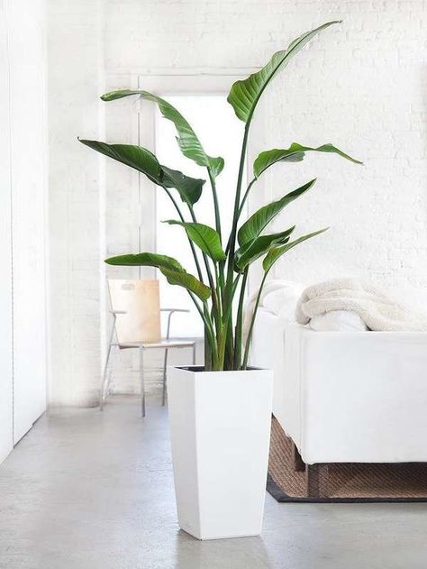 Bird of Paradise Large Houseplant Home Décor, Gardening, Plants For Living Room, Large Indoor Plants, Tall Potted Plants, Potted Plants Patio, Potted Plants Outdoor, Tall Indoor Plants, House Plants Indoor