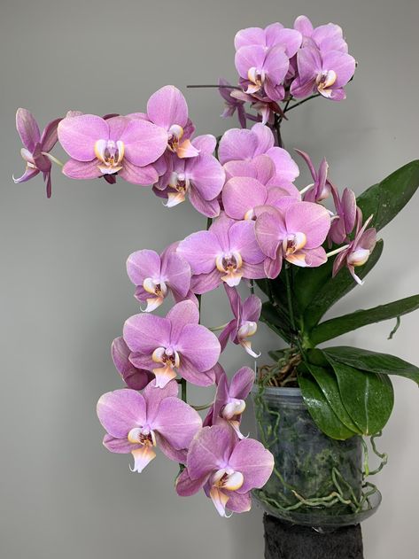 Advanced Phalaenopsis Care: Summer vs Winter Blooming Phals » Here—But Not Orchid Care, Phalaenopsis Orchid Care, Phalaenopsis Care, Blooming Orchid, Phalaenopsis Orchid, Orchid Plant Care, Orchid Roots, Orchid Plants, Phalaenopsis